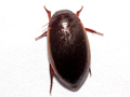 Ilybius fuliginosus